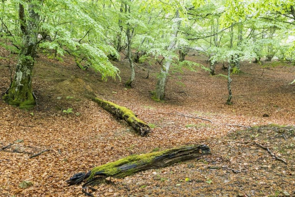 Los Molinos - Atico En Montana De Asturias Felechosa Eksteriør billede